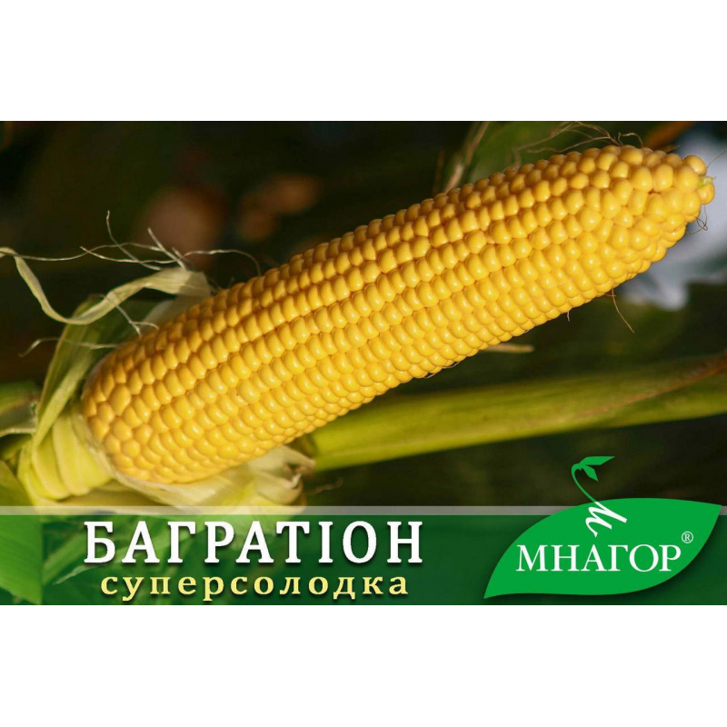 Насіння кукурудзи цукрової Багратіон F1 (середньоранній 74–78 днів)