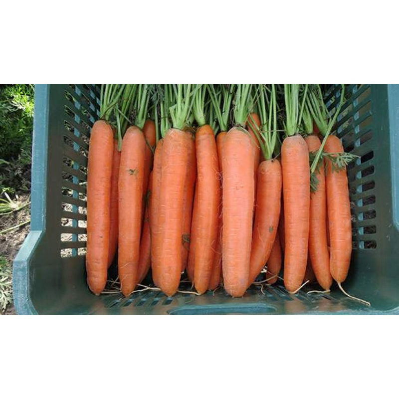 Семена моркови Дордонь F1 115-120 дн.