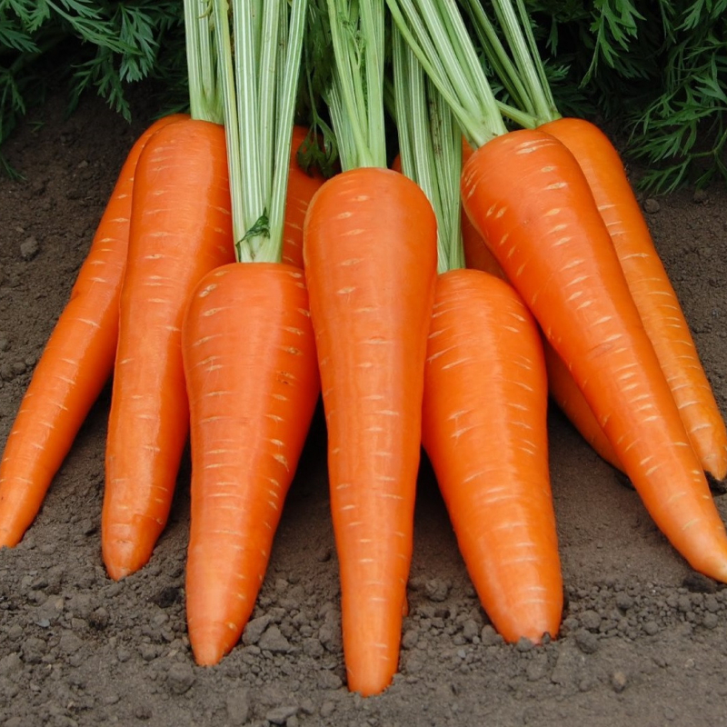 Насіння моркви Абліксо F1 (Ablixo)