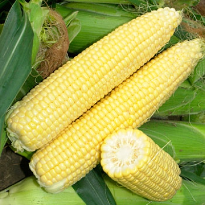 Семена кукурузы сахарной Сигнет F1 (Signet), 70-72 дней.