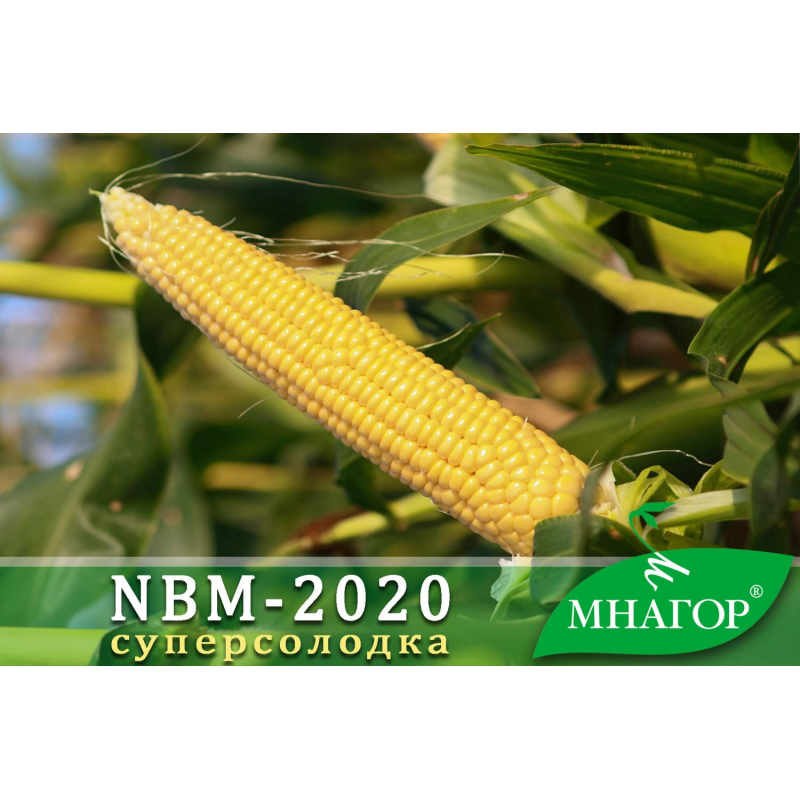 Насіння кукурудзи цукрової NBM-2020 F1 (середньостиглий 75–78 днів)