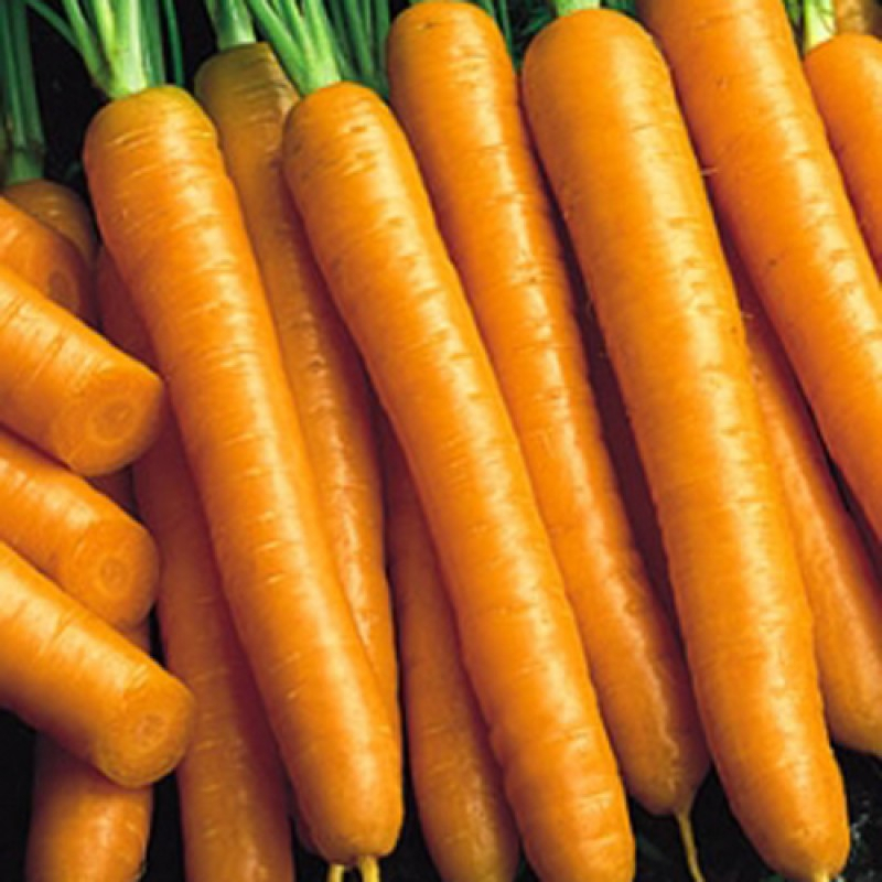 Семена моркови Карведжо F1 (Carvejo)
