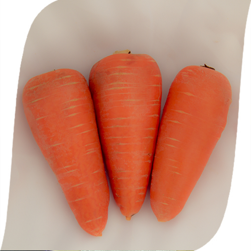 Насіння моркви СВ 3118 ДХ (SV 3118 DH) F1