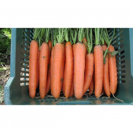 Насіння моркви Дордонь F1 115-120 дн.