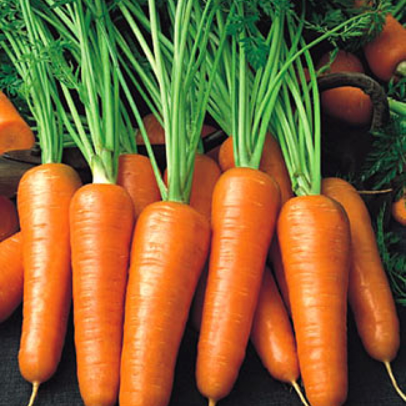 Насіння моркви Ройал Шансон (Royal Chanson)