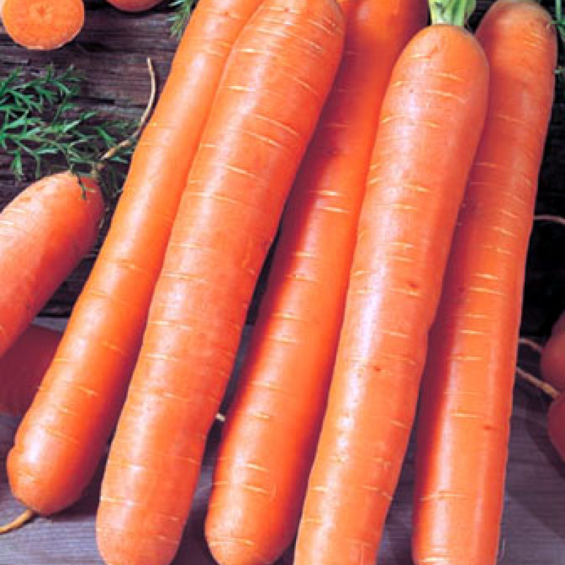 Насіння моркви Ройал Форто (Royal Forto)