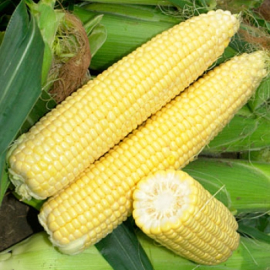 Насіння кукурудзи цукрової Сігнет F1 (Signet), 70-72 дн.