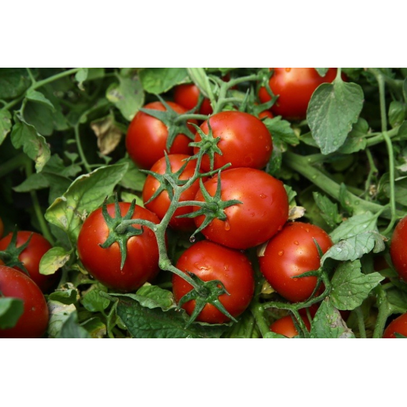 Насіння томата Чіблі F1 65-70 дн.