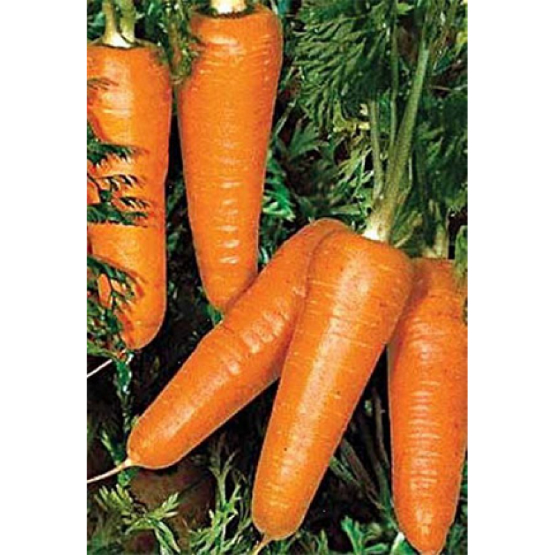 Семена моркови Редко 100-110 дн.
