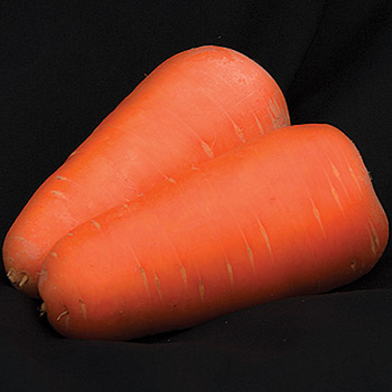 Семена моркови Санта Круз F1 (Santa Cruz)