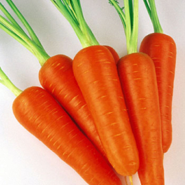 Насіння моркви Абако F1 (Abaco)