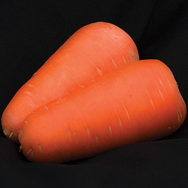 Насіння моркви Санта Круз F1 (Santa Cruz)