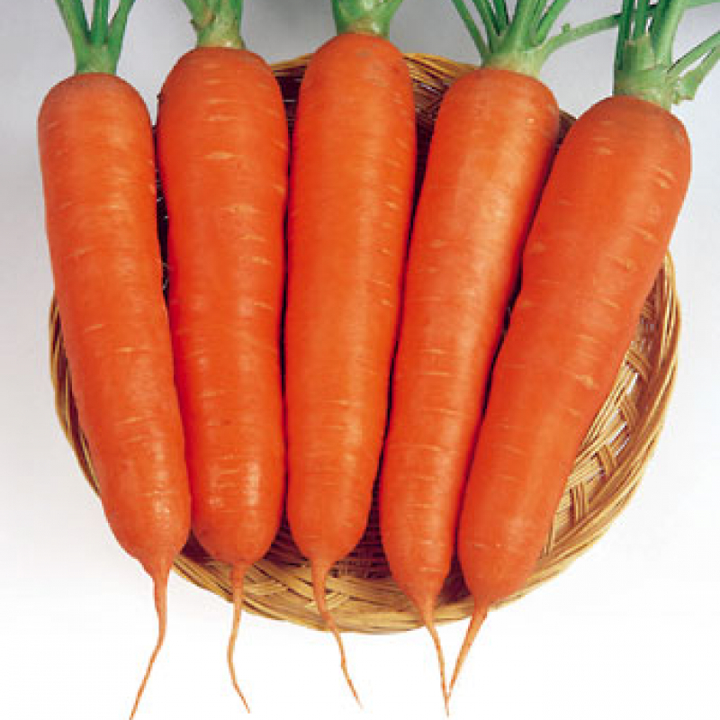 Насіння моркви Вікторія F1 (Victoria)